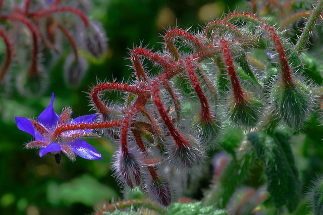 21. The B List : Herbs and spices that Heal - BORAGE