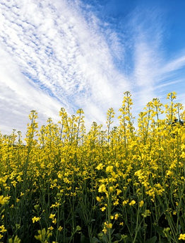 19. The B list : Herbs and Spices that Heal- BLACK MUSTARD